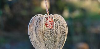 Czy Miechunka jest roślina wieloletnia?