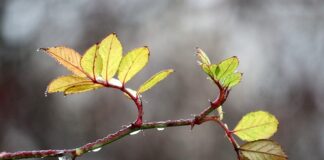 Co to są kapki w piłce nożnej?