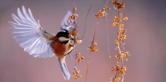 Jak wygląda Jagoda peruwiańska? Jak wygląda Jagoda peruwiańska?