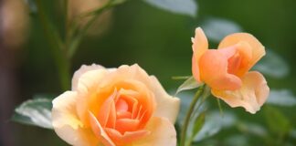 Kiedy kwitnie miechunka? Kiedy kwitnie miechunka?