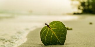 Kiedy dodajemy liść laurowy do rosołu? Kiedy dodajemy liść laurowy do rosołu?