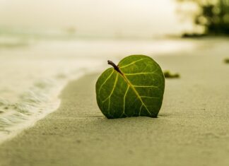 Kiedy dodajemy liść laurowy do rosołu?