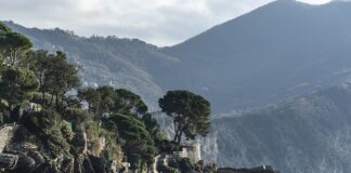 Ile kosztuje Miechunka peruwiańska?