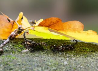 Czy skorpiony to pajęczaki?