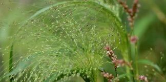 Skąd pochodzi miechunka?