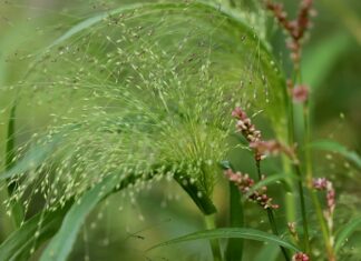 Skąd pochodzi miechunka?