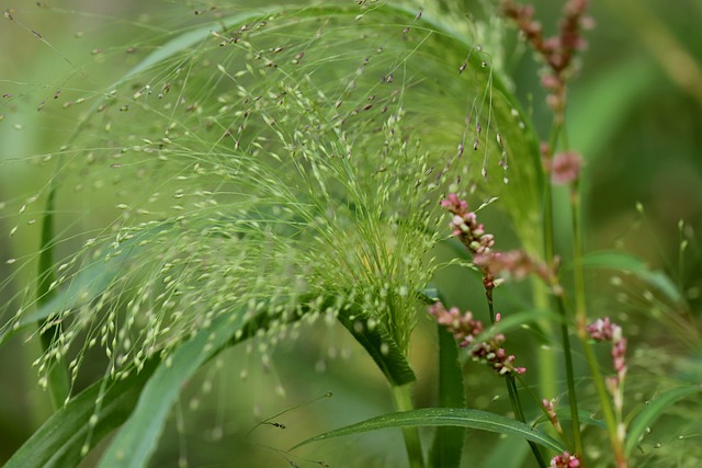 Skąd pochodzi miechunka? Skąd pochodzi miechunka?