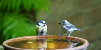 Dlaczego mówi się adidasy?