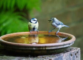 Dlaczego mówi się adidasy?