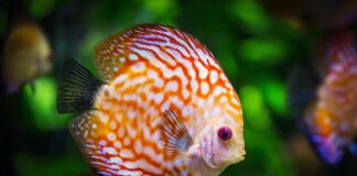 Od czego zacząć akwarium?