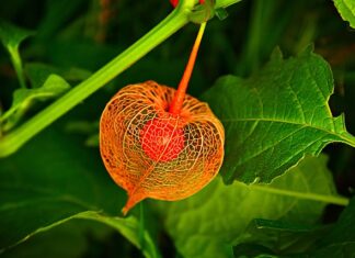 Gdzie rośnie Physalis?