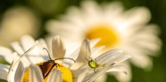 W jakim kraju nie ma pająków? W jakim kraju nie ma pająków?