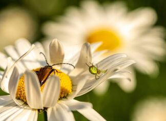 W jakim kraju nie ma pająków?