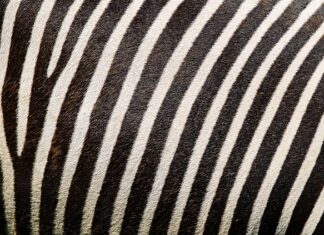 Jak przykleić Odklejający się nadruk na kurtce?