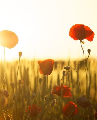 Czym się różni mąka 450 od 650?