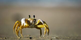 Czy krab może uciąć palca?