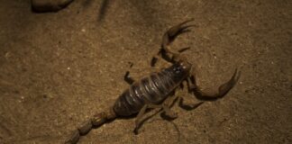 Co należy do pajęczaków? Co należy do pajęczaków?