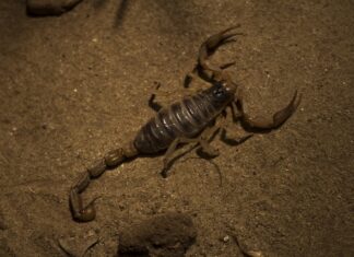 Co należy do pajęczaków? Co należy do pajęczaków?