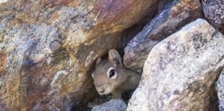 Jak dbać o legowisko dla psa?