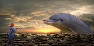 Jakiej firmy żyłka na karpia?