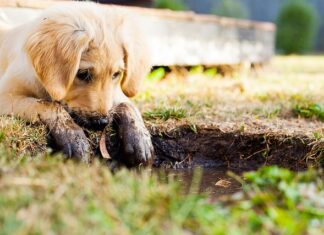 Jak przewieźć szczeniaka w samochodzie? Jak przewieźć szczeniaka w samochodzie?
