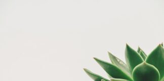 Co zrobić żeby pierś z kurczaka była soczysta? Co zrobić żeby pierś z kurczaka była soczysta?