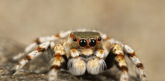 Jaki jest najbardziej jadowity pająk w Polsce?