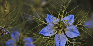 Kiedy nie można pić zielonej herbaty?