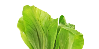 Co to znaczy ahoy? Co to znaczy ahoy?