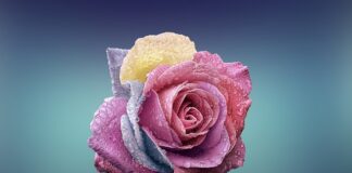 Czy można jeść płatki owsiane przy jelicie drażliwym?