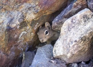 Jakie legowisko dla dużego psa? Jakie legowisko dla dużego psa?