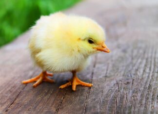 Czy kurczak zagrodowy jest zdrowy? Czy kurczak zagrodowy jest zdrowy?