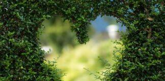 Czy zielona herbata jest dobra na jelita?