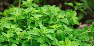 Kiedy dodajemy oregano?