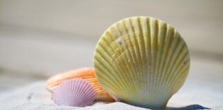 Z czym można pomylić mięczaka zakaźnego? Z czym można pomylić mięczaka zakaźnego?