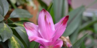 Czy zamiast kurkumy można dodać curry?