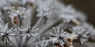 Czy w marchwi jest żelazo? Czy w marchwi jest żelazo?