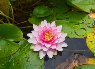 Po co podkładka pod akwarium?