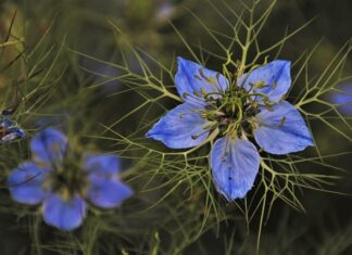 Dlaczego po zielonej herbacie boli głowa? Dlaczego po zielonej herbacie boli głowa?