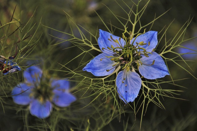 Dlaczego po zielonej herbacie boli głowa? Dlaczego po zielonej herbacie boli głowa?