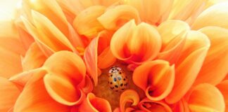 Jak samemu zrobić Efektywne Mikroorganizmy?