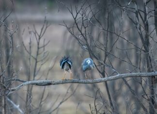 Czy okonie widzą plecionkę? Czy okonie widzą plecionkę?