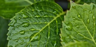 Jak pozbyć się wilgoci z butów? Jak pozbyć się wilgoci z butów?