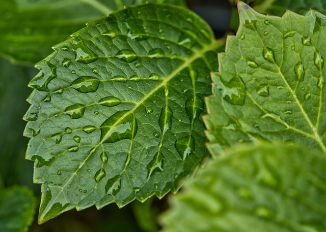 Jak pozbyć się wilgoci z butów? Jak pozbyć się wilgoci z butów?