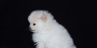 Jak rozmnażają się mięczaki?