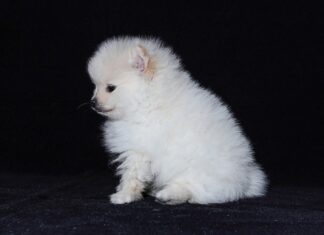 Jak rozmnażają się mięczaki?