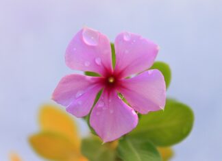 Czy można kłaść płytki na żywicę?