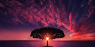 Jak wygląda drzewo kaki?