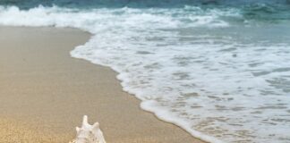 Które skorupiaki są pasożytami?