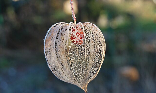 Czy Miechunka peruwiańska jest jadalna?